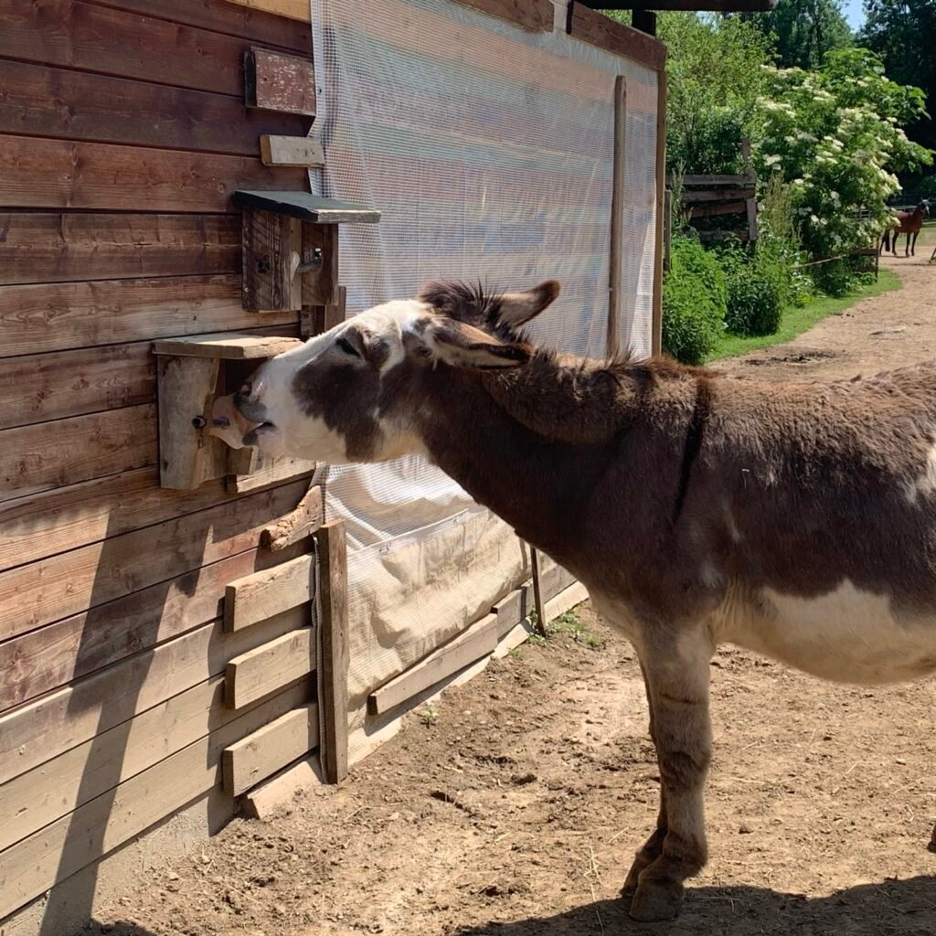 A brown and white donkey enjoying a salt-lick.
