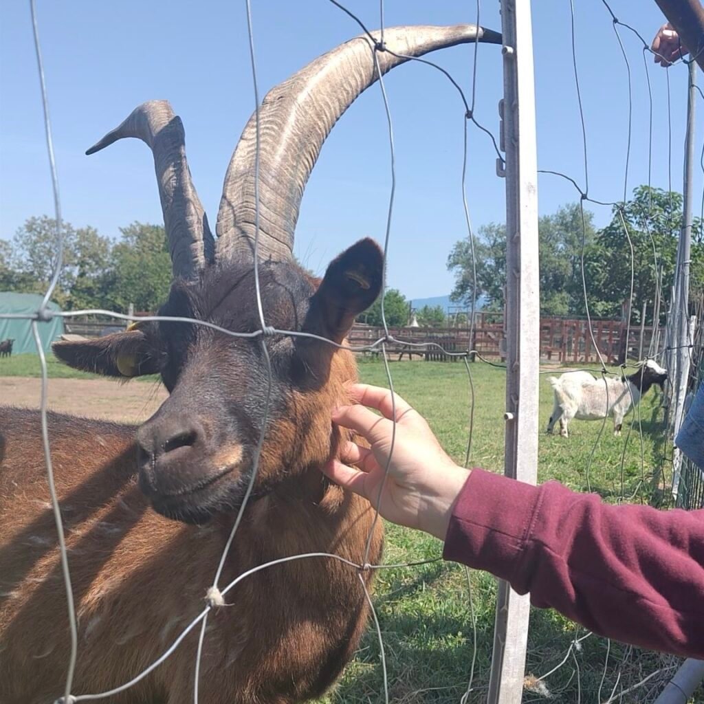A brown goat enjoying some cheek scritches.