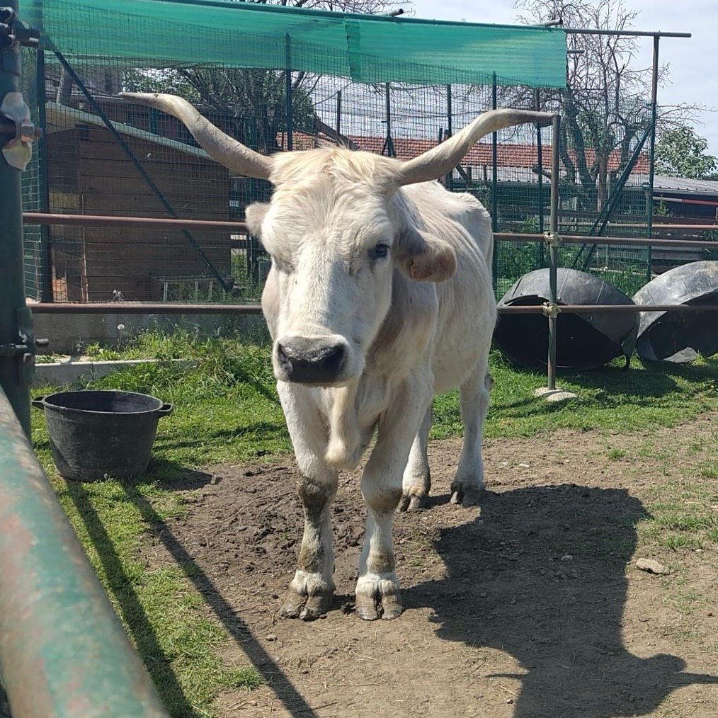 An elderly white cow standing in the sun.