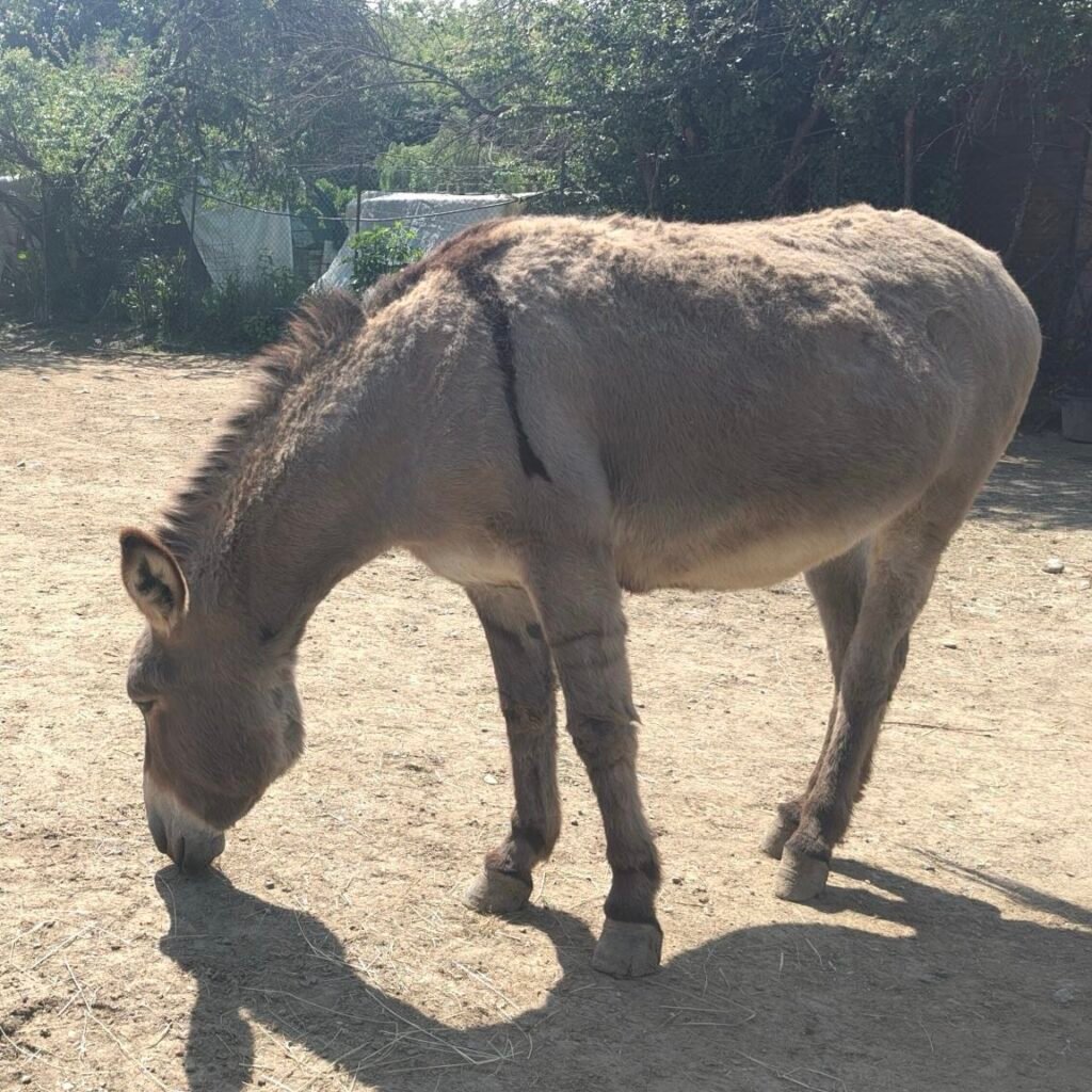 A young brown and grey donkey grazing.
