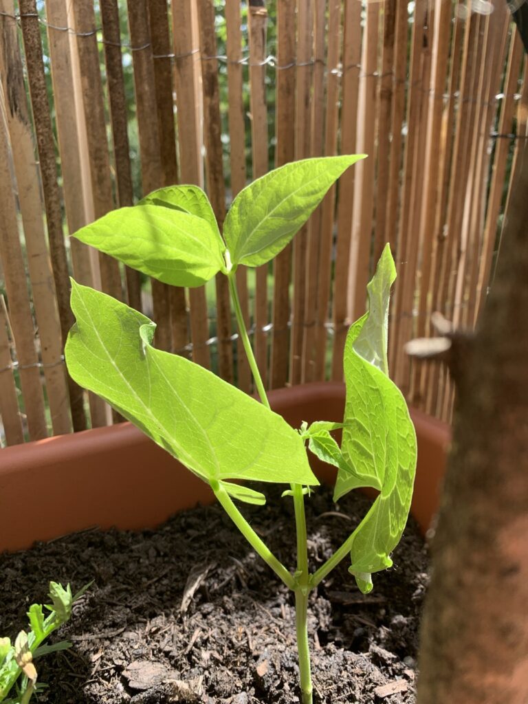 Photo of a young bean sprout, growing in a pot, in the sunshine.