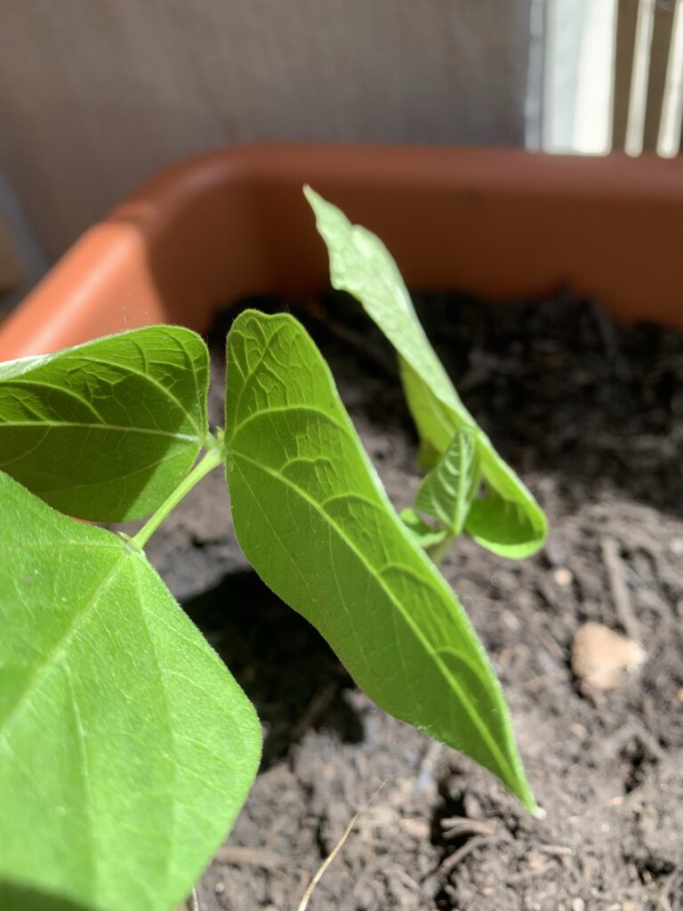 Photo of a young bean sprout, growing in a pot, in the sunshine.