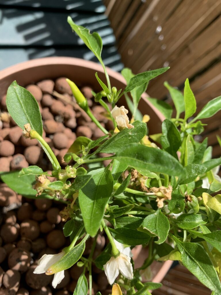 Photo from above of a chili pepper plant in a pot full of clay balls.