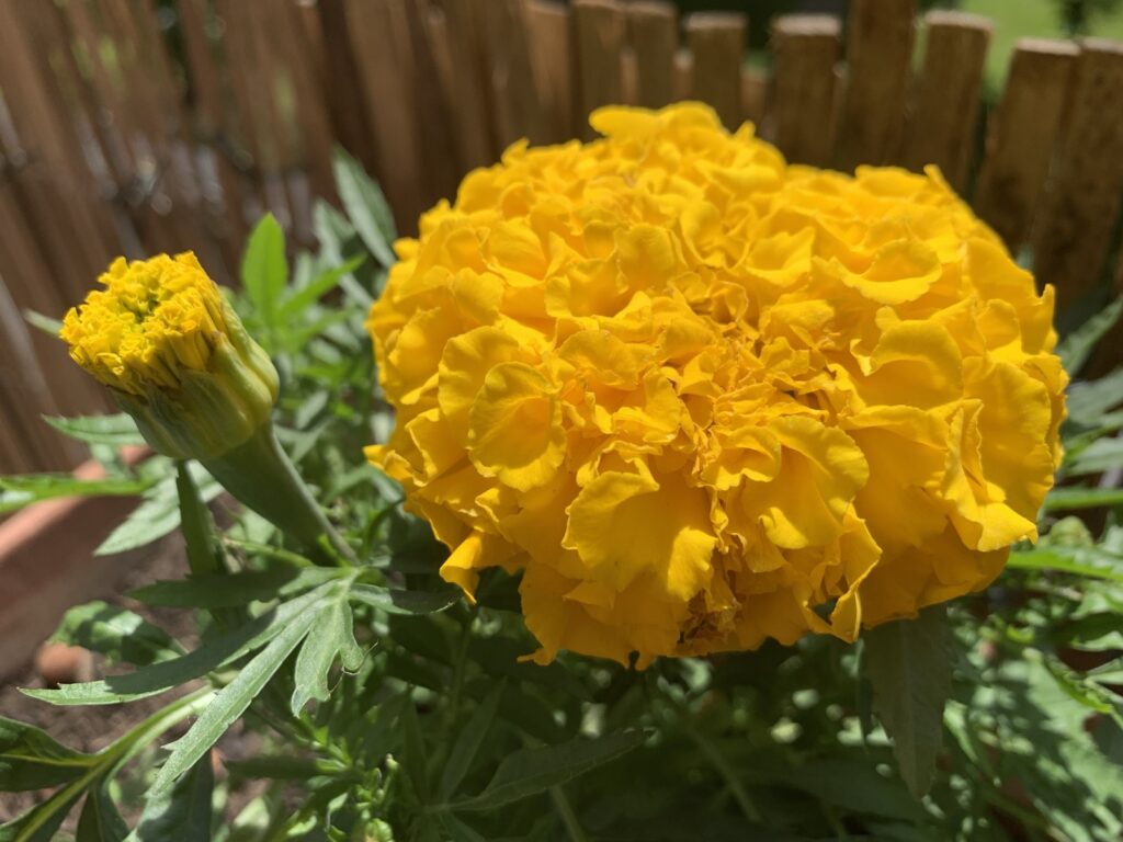 Photo of a yellow marigold flower from the side.
